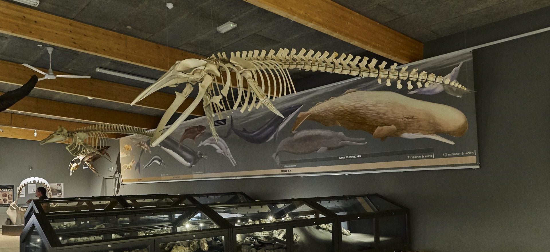 De fossile hvalers hemmeligheder